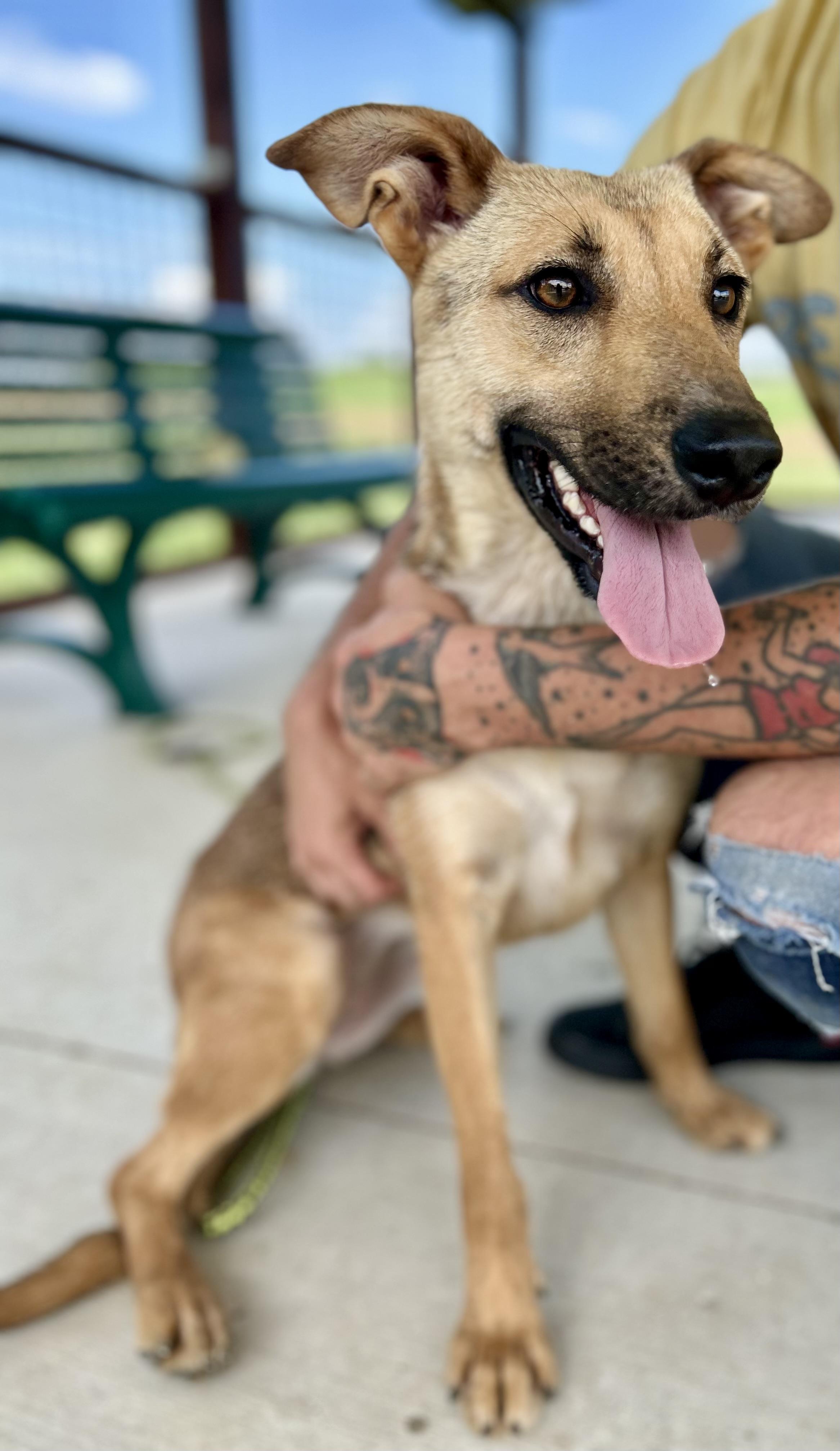 CATALINA, an adoptable Shepherd in Franklin, KY, 42134 | Photo Image 5