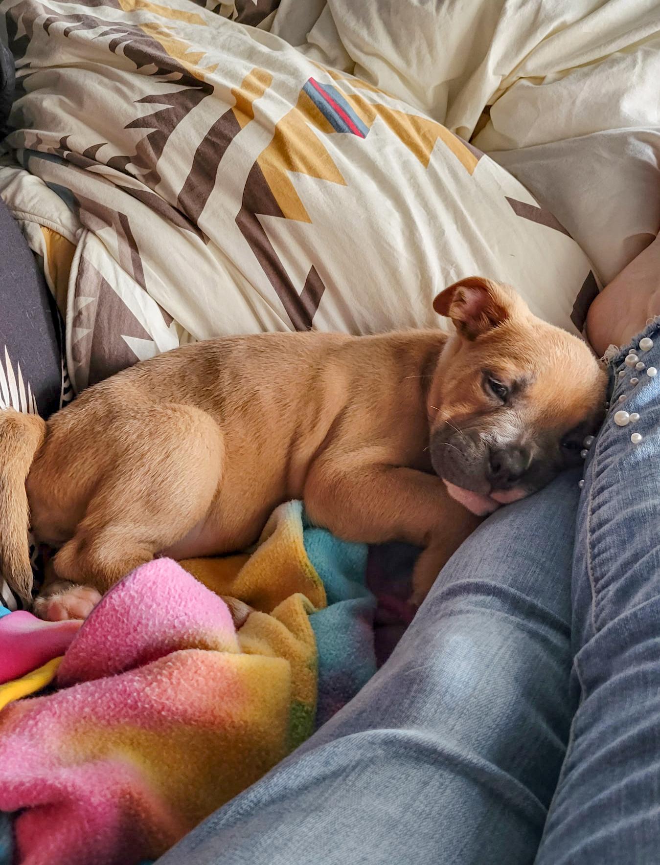 Enlarge DREAM - Needs a forever home, an adopted mixed breed in Birmingham, MI image 2/6