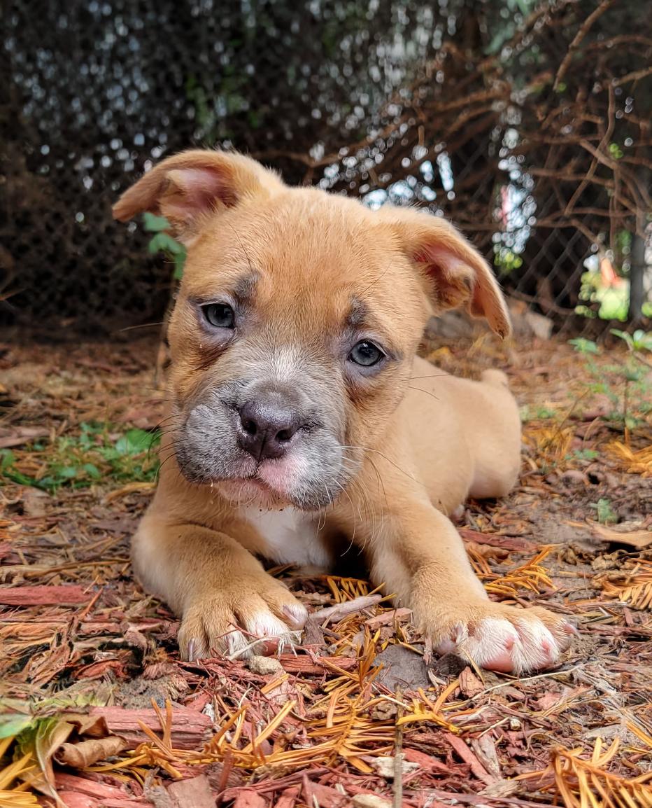 DREAM - Needs a forever home, adopted, Puppy Female Terrier.