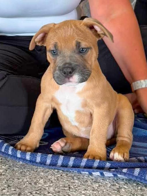 Enlarge DREAM - Needs a forever home, an adopted mixed breed in Birmingham, MI image 5/6