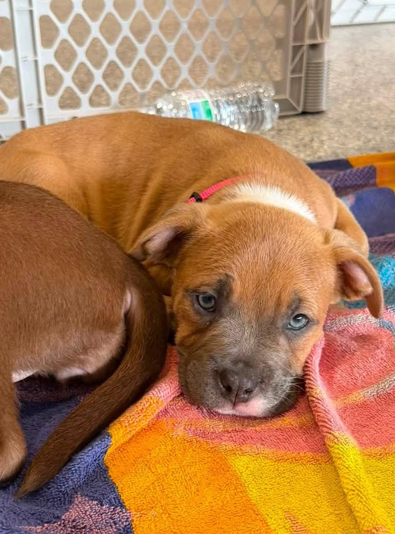 Enlarge DREAM - Needs a forever home, an adopted mixed breed in Birmingham, MI image 6/6