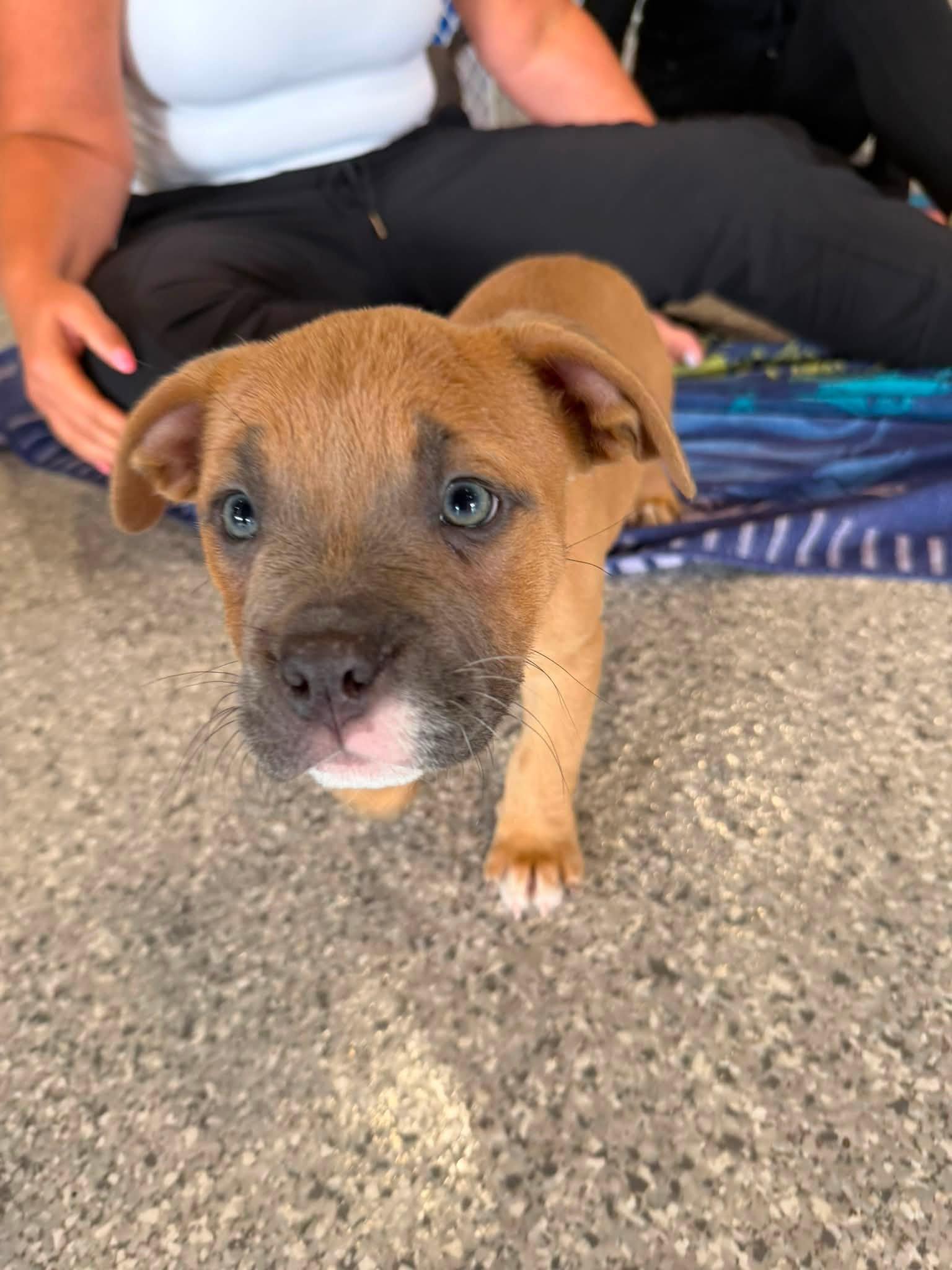 Enlarge DREAM - Needs a forever home, an adopted mixed breed in Birmingham, MI image 4/6