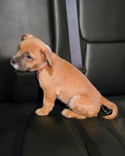 Enlarge DREAM - Needs a forever home, an adopted mixed breed in Birmingham, MI image 3/6