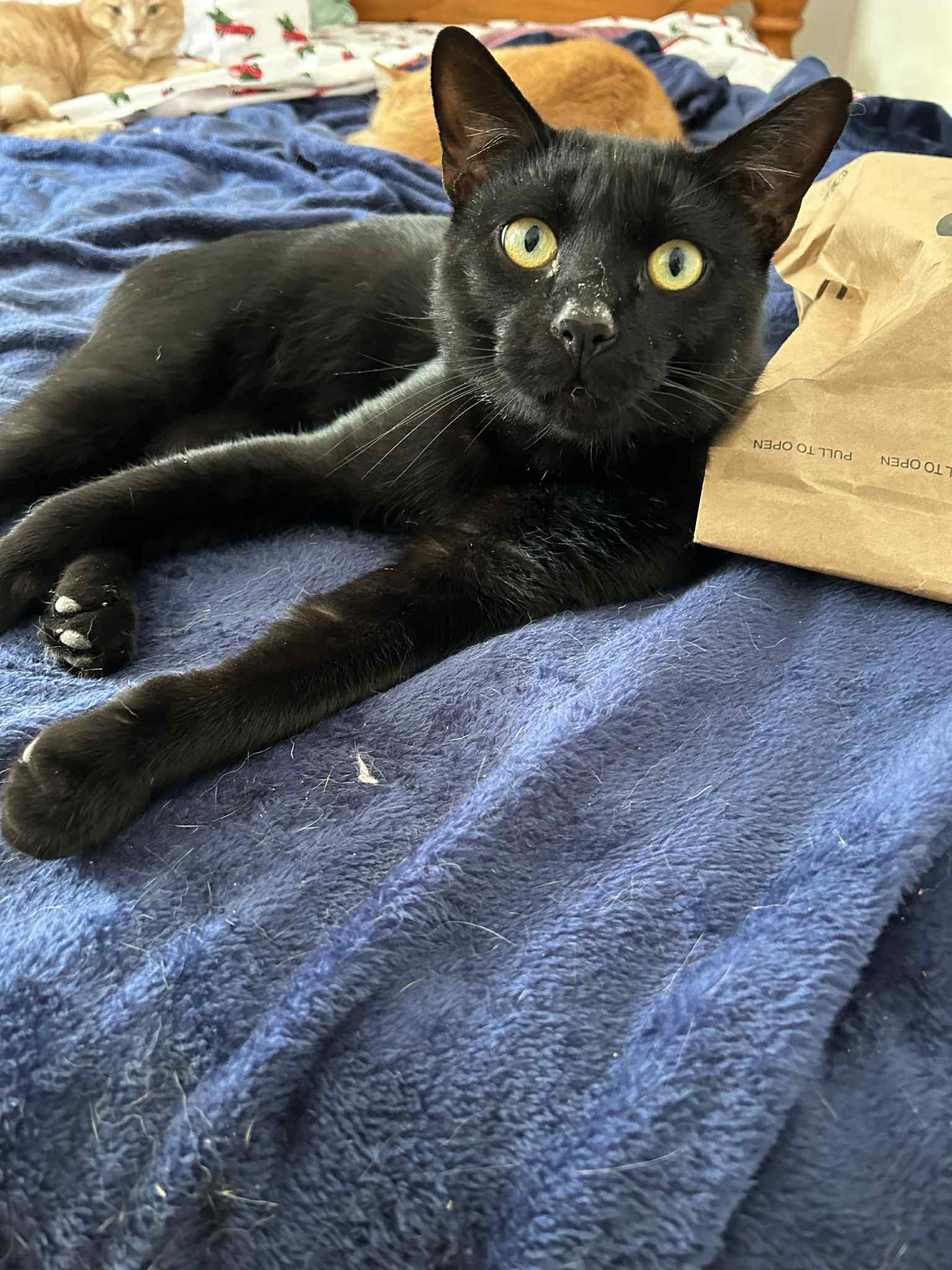 AFF Furever Fosters Armani, Burberry, Panther & Polly , a ADOPTABLE American Shorthair in Warminster, PA image 2/3