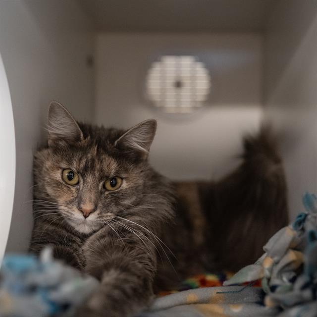 Enlarge PETUNIA, a Adoptable Domestic Medium Hair in Kent, WA image 1/1