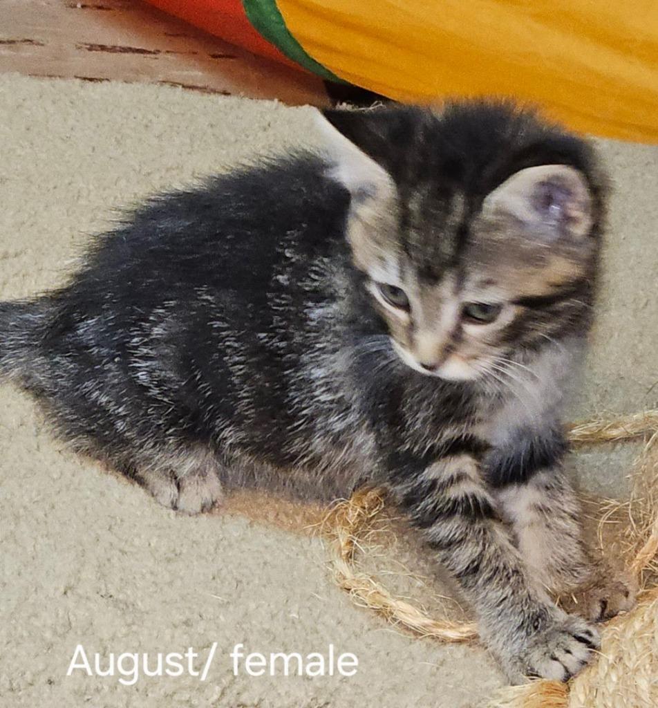 Enlarge August, a Adopted mixed breed in Parkville, MD image 1/1