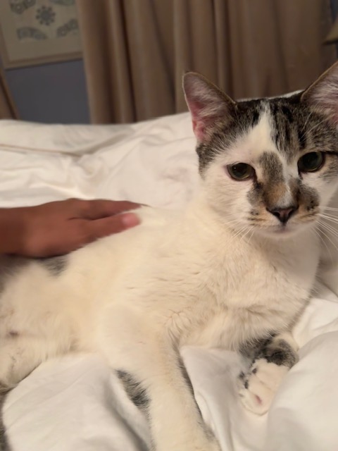 Enlarge Oliver, a Adopted Domestic Short Hair in MANASSAS, VA image 2/5