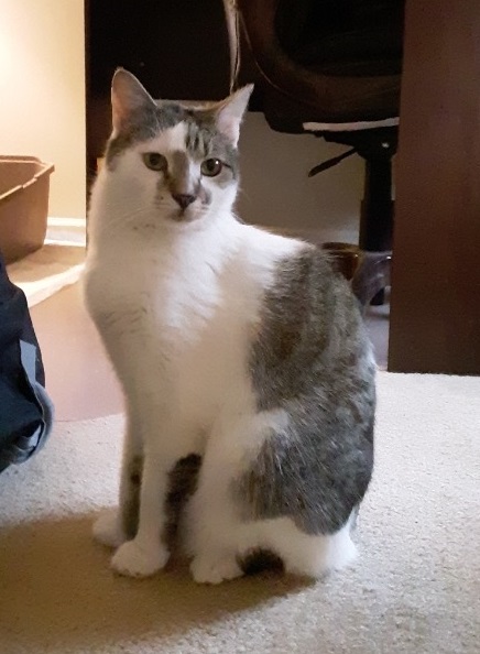 Oliver, Adopted, Adult Male Domestic Short Hair.