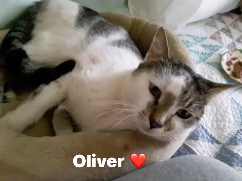 Enlarge Oliver, a Adopted Domestic Short Hair in MANASSAS, VA image 3/5