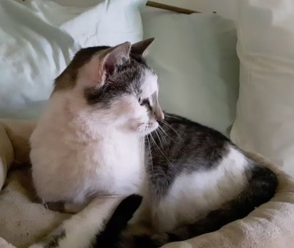 Enlarge Oliver, a Adopted Domestic Short Hair in MANASSAS, VA image 4/5