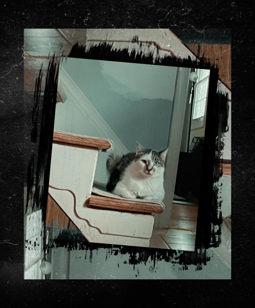 Enlarge Oliver, a Adopted Domestic Short Hair in MANASSAS, VA image 5/5