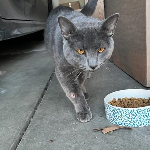 Gryphon, Adoptable, Young Male Domestic Short Hair.