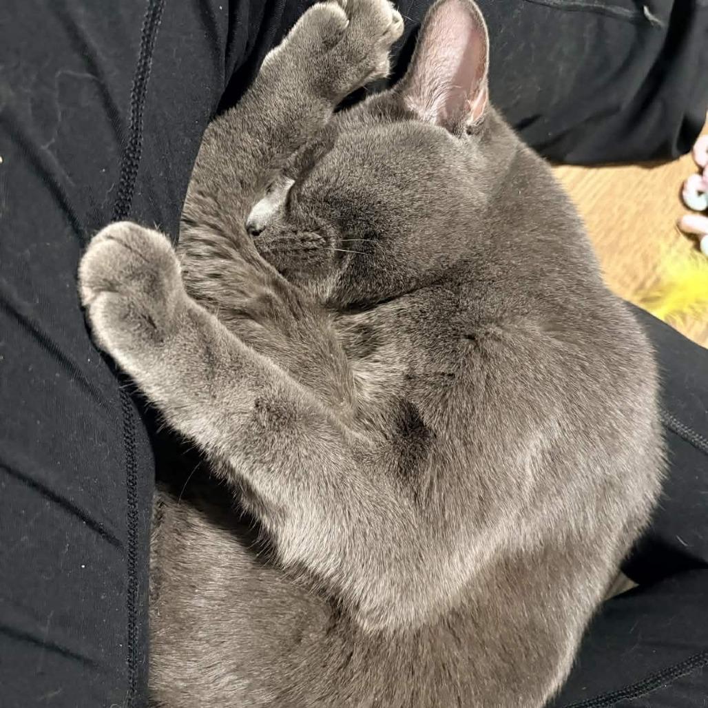 Enlarge Gryphon, a Adoptable Domestic Short Hair in Delaware, OH image 2/2