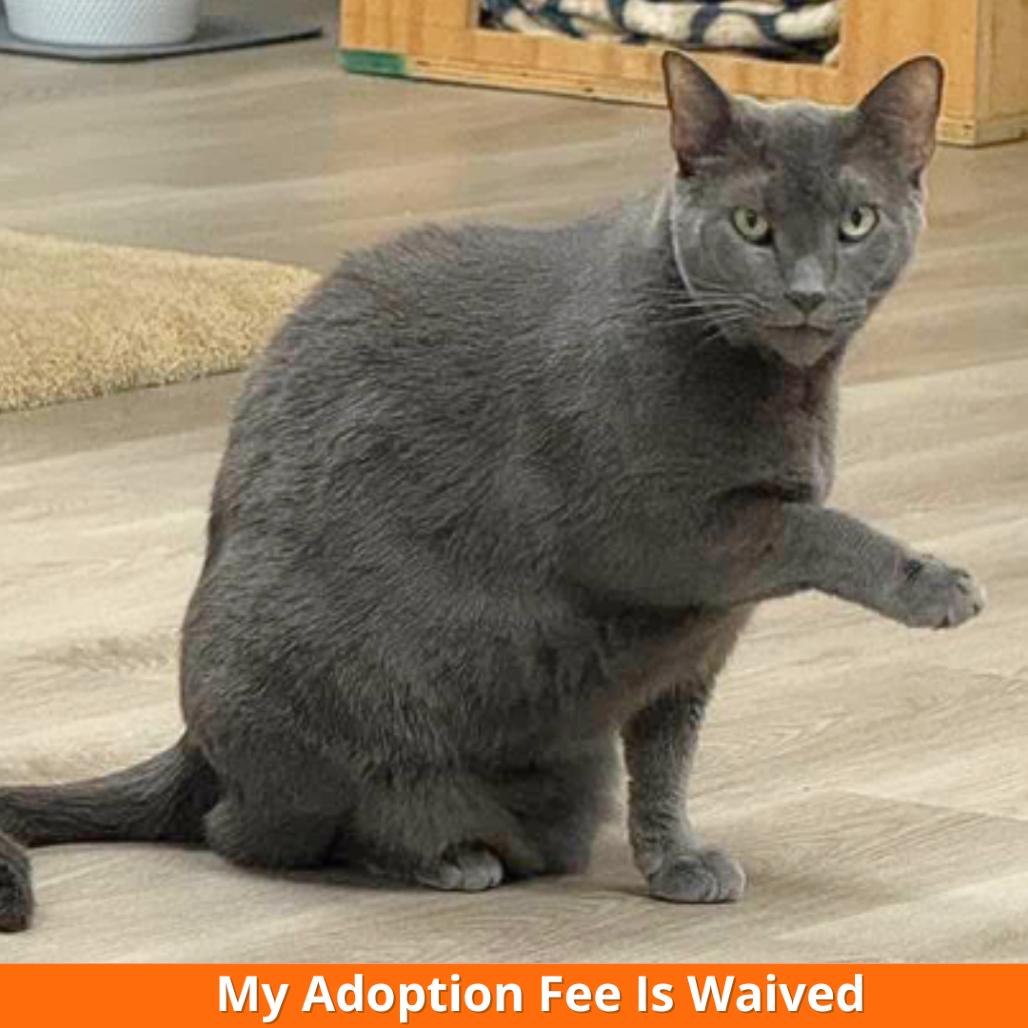 Luna, a Adoptable Domestic Short Hair in Pleasant Hill, CA image 1/6