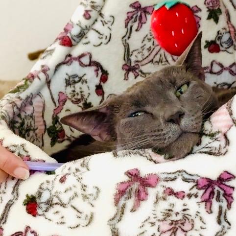 Luna, Adoptable, Adult Female Domestic Short Hair.