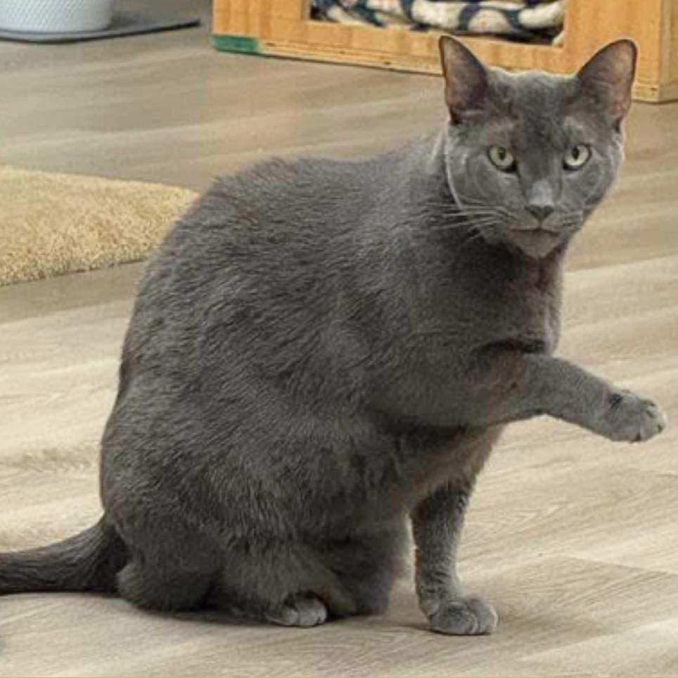 Enlarge Luna, a Adoptable Domestic Short Hair in Pleasant Hill, CA image 2/6