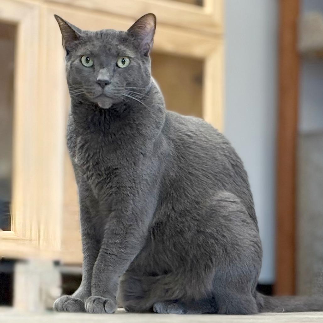 Luna, a Adoptable Domestic Short Hair in Pleasant Hill, CA image 4/6