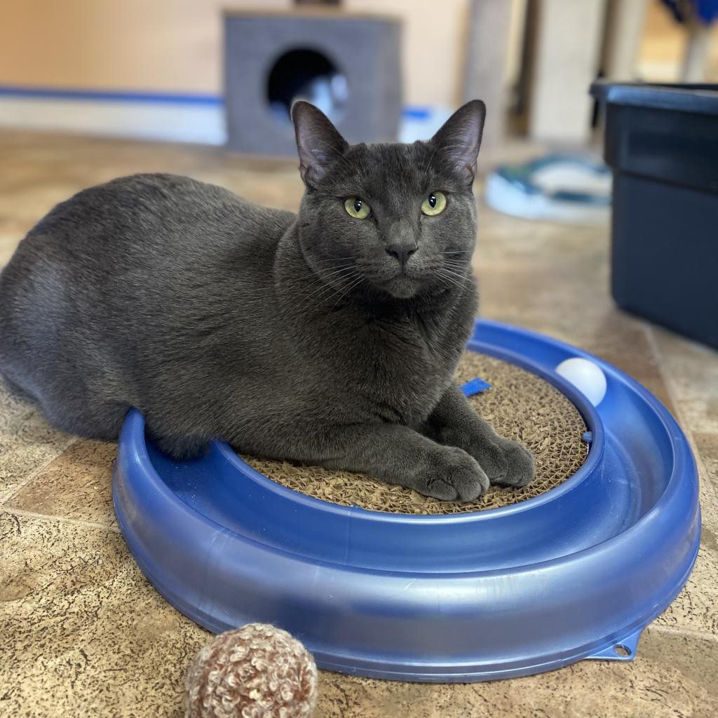 Luna, a Adoptable Domestic Short Hair in Pleasant Hill, CA image 5/6