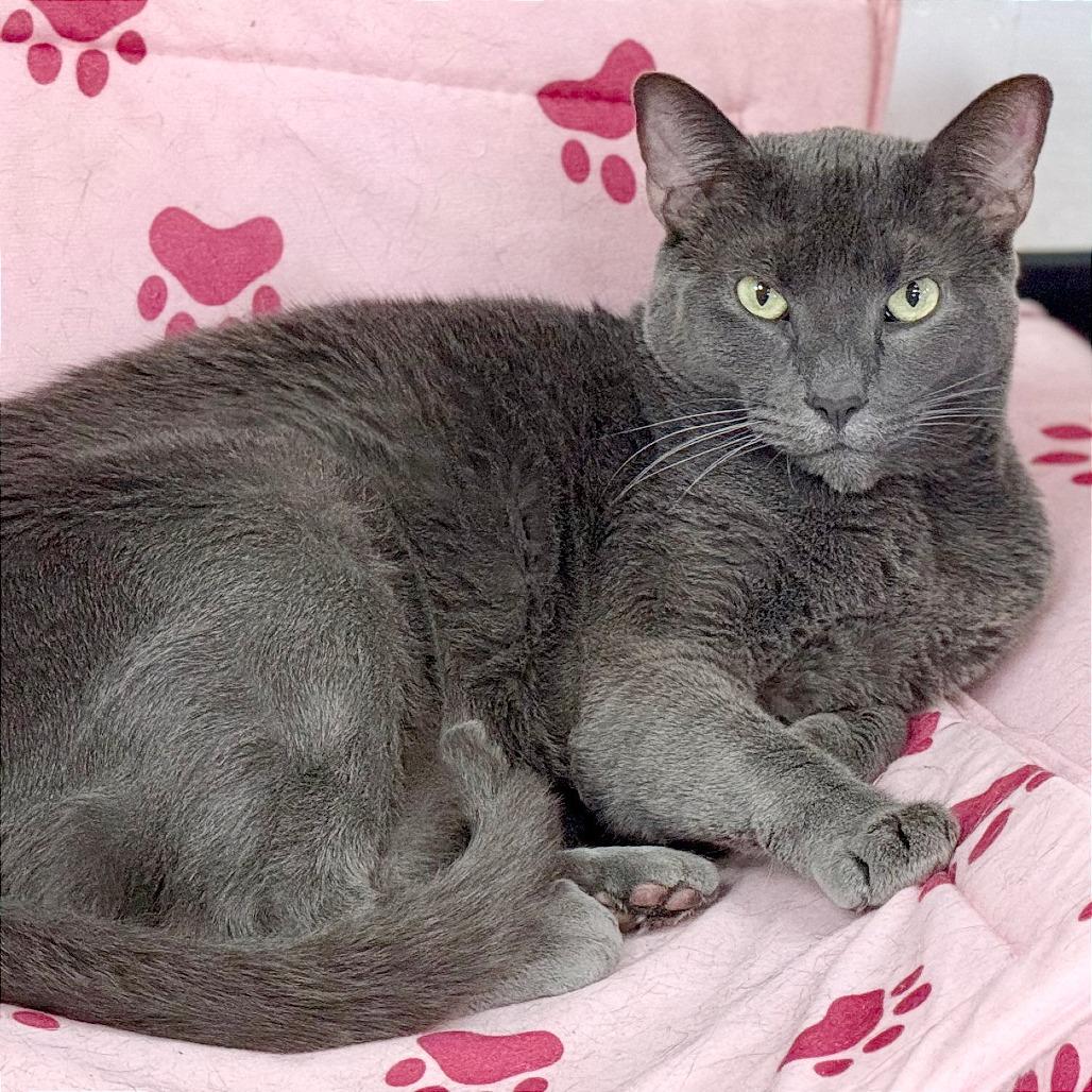 Luna, a Adoptable Domestic Short Hair in Pleasant Hill, CA image 6/6