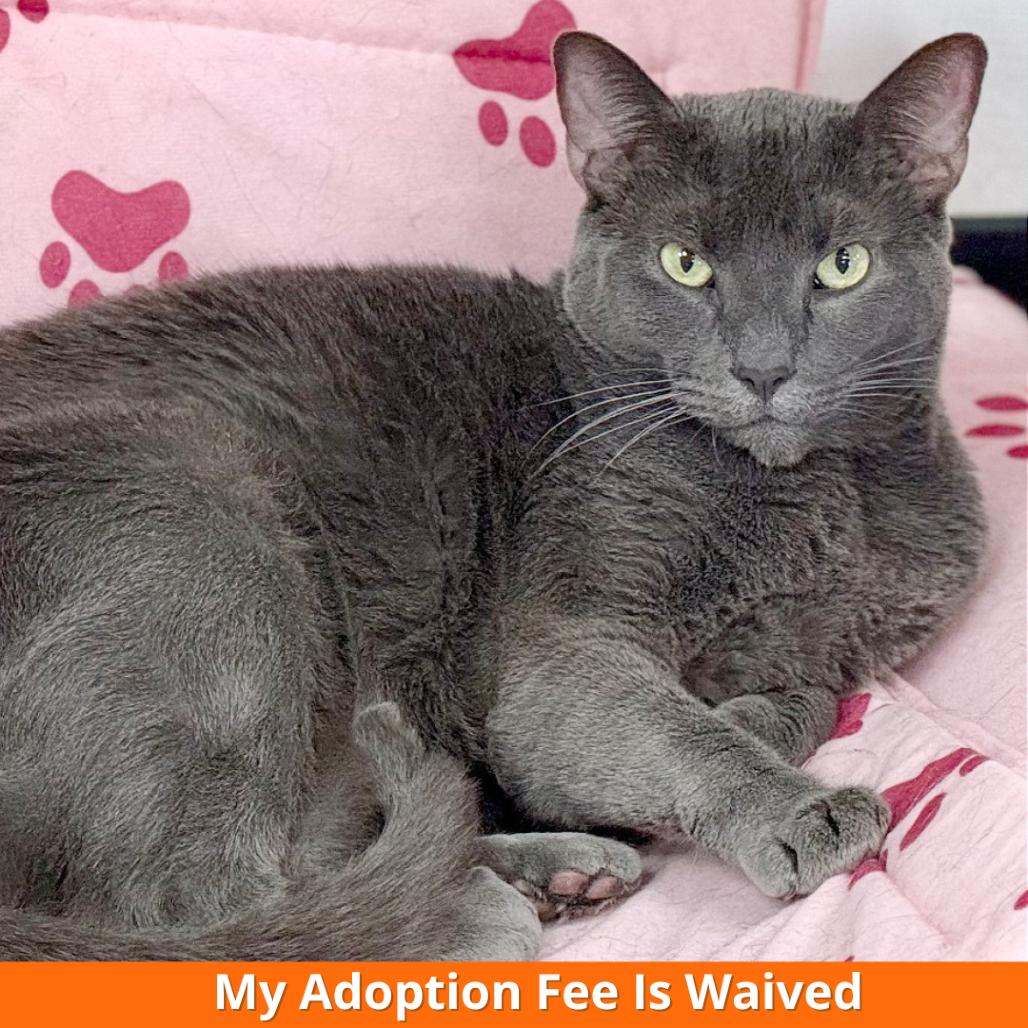 Enlarge Luna, a Adoptable Domestic Short Hair in Pleasant Hill, CA image 5/6
