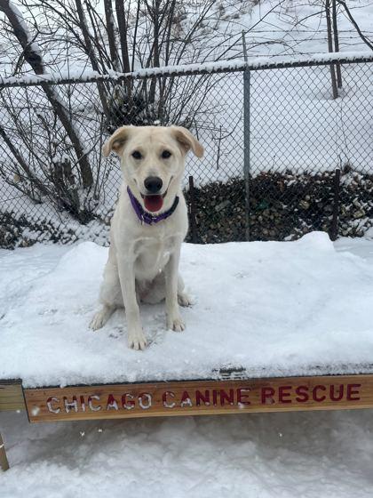 Party Girl, Adoptable, Young Female Mixed Breed & Mixed Breed.