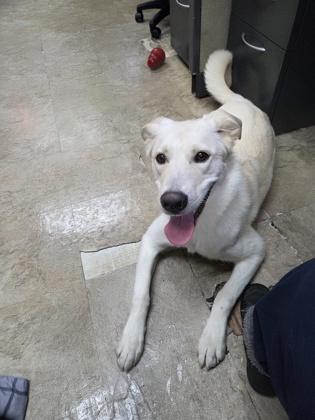 Enlarge Party Girl, a Adoptable mixed breed in Chicago, IL image 2/3