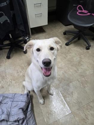 Enlarge Party Girl, a Adoptable mixed breed in Chicago, IL image 3/3