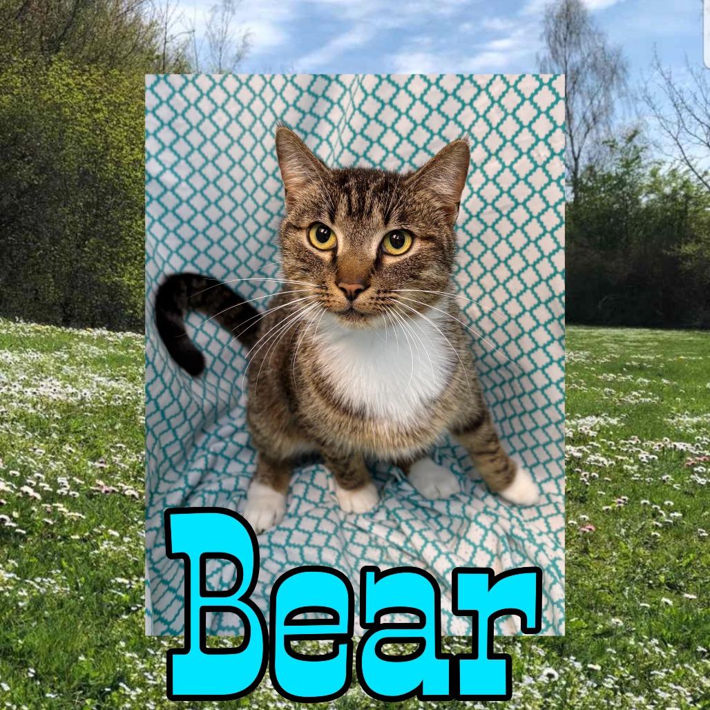 Enlarge Bear, a Adoptable mixed breed in Royse City, TX image 1/1