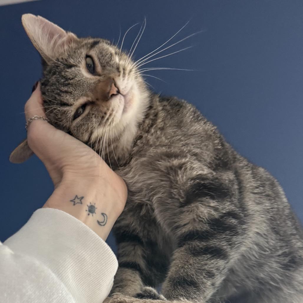 Hooch, Adoptable, Young Male Domestic Short Hair & Domestic Short Hair.