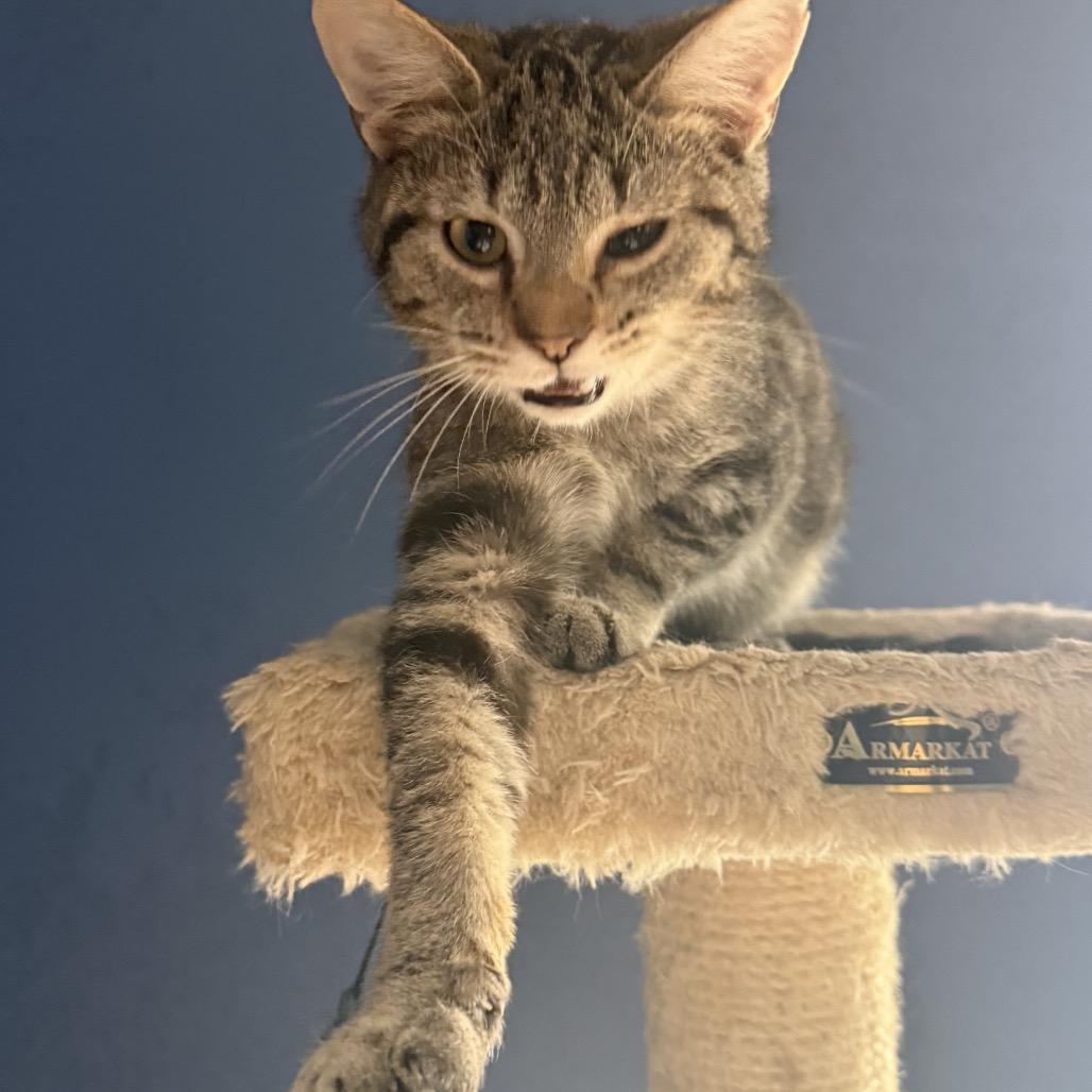 Enlarge Hooch, a Adoptable mixed breed in La Grange, KY image 2/5