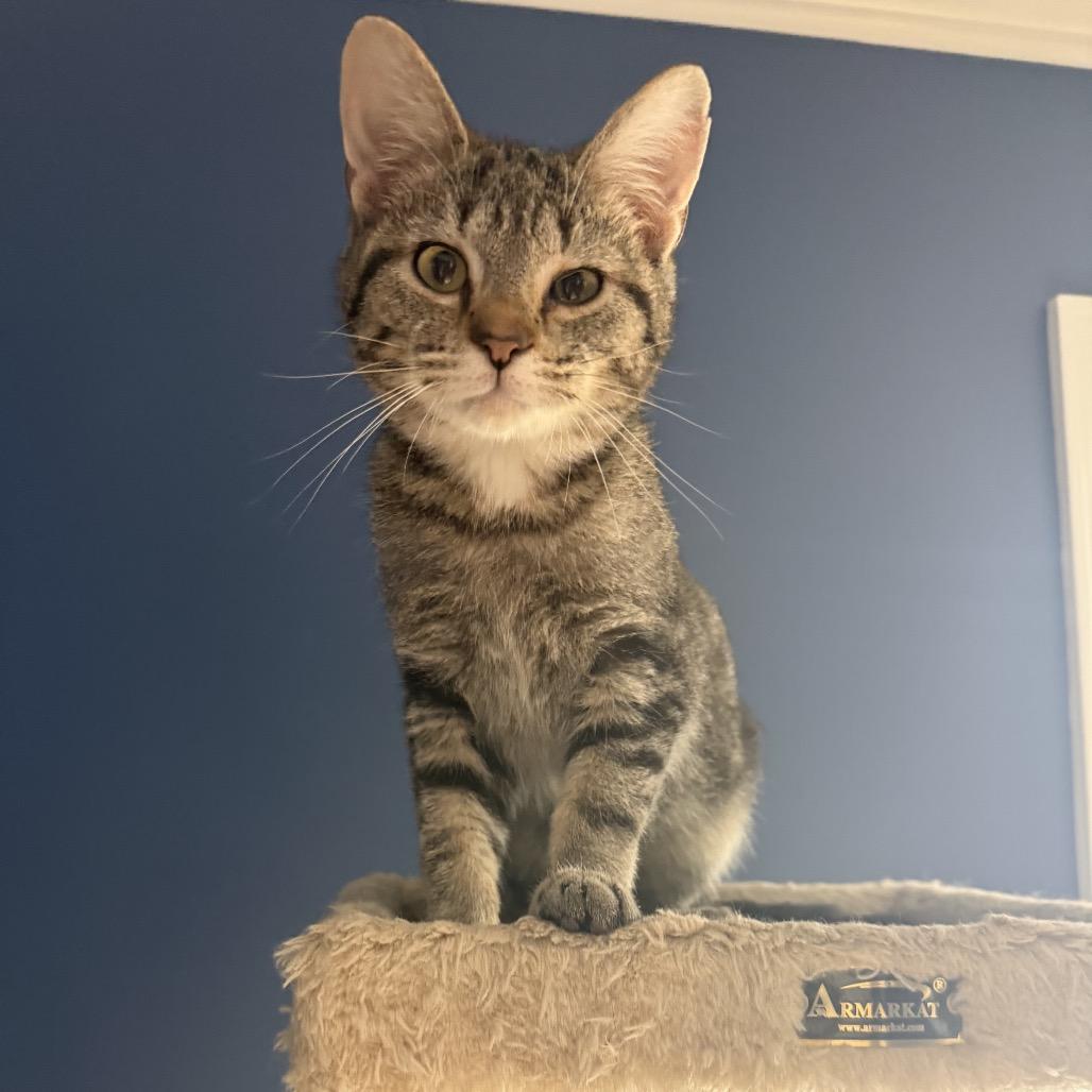 Enlarge Hooch, a Adoptable mixed breed in La Grange, KY image 3/5