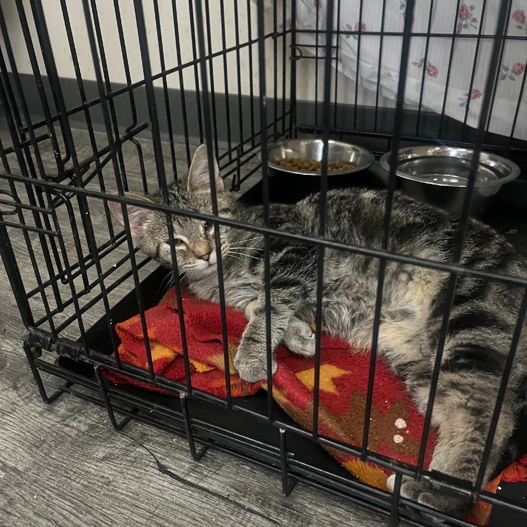 Enlarge Hooch, a Adoptable mixed breed in La Grange, KY image 4/5