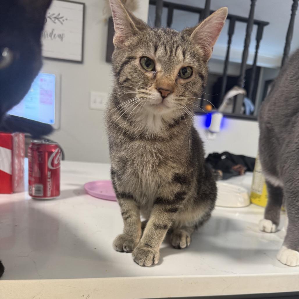 Enlarge Hooch, a Adoptable mixed breed in La Grange, KY image 5/5