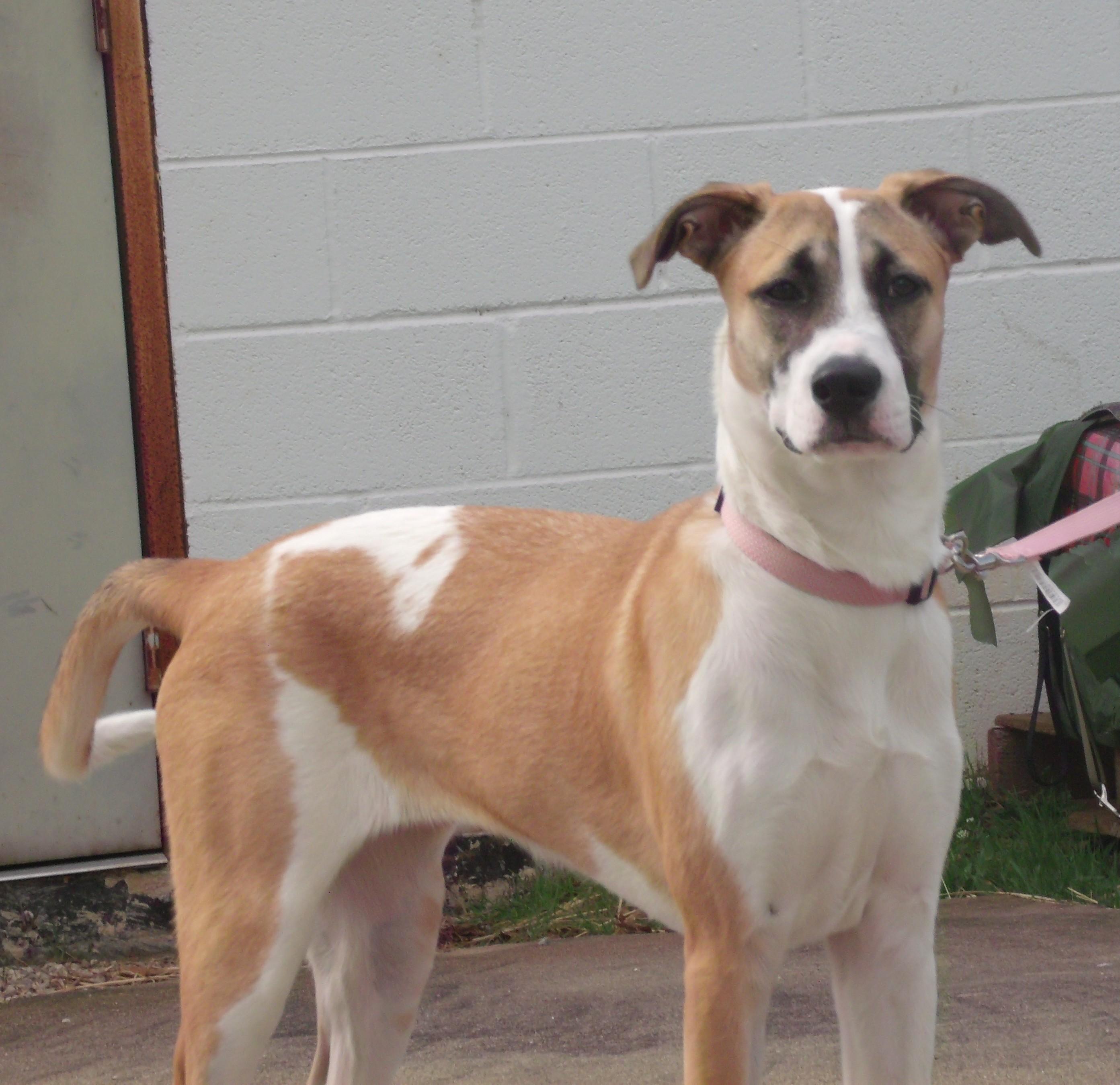Enlarge Willow, an adopted mixed breed in Somerset, KY image 4/4