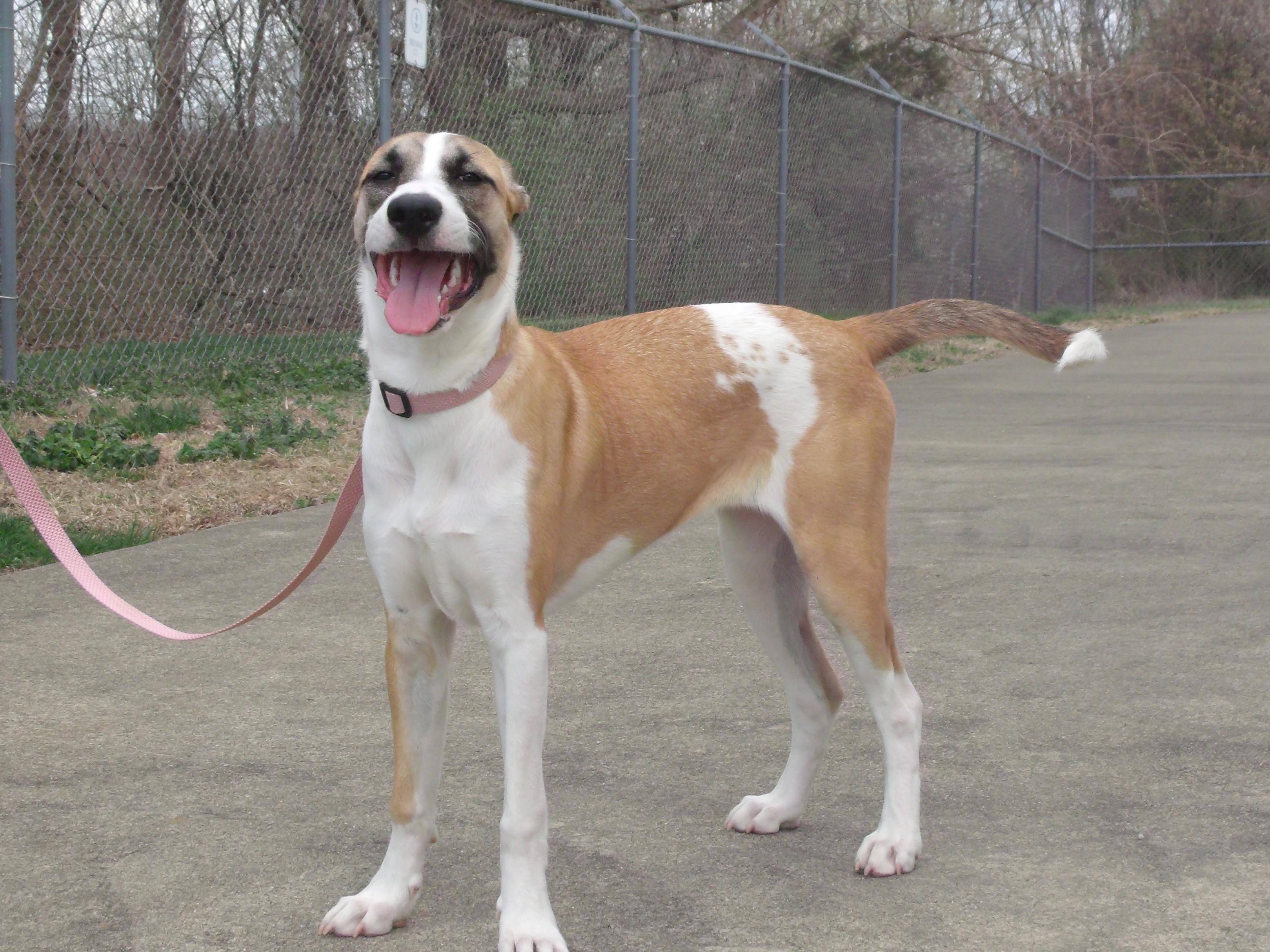 Enlarge Willow, an adopted mixed breed in Somerset, KY image 3/4
