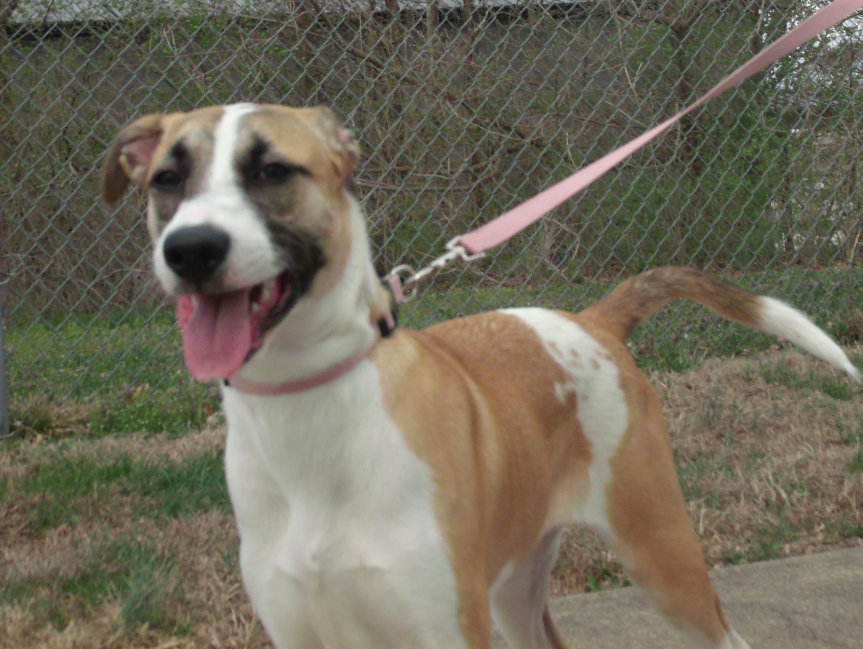 Enlarge Willow, an adopted mixed breed in Somerset, KY image 2/4