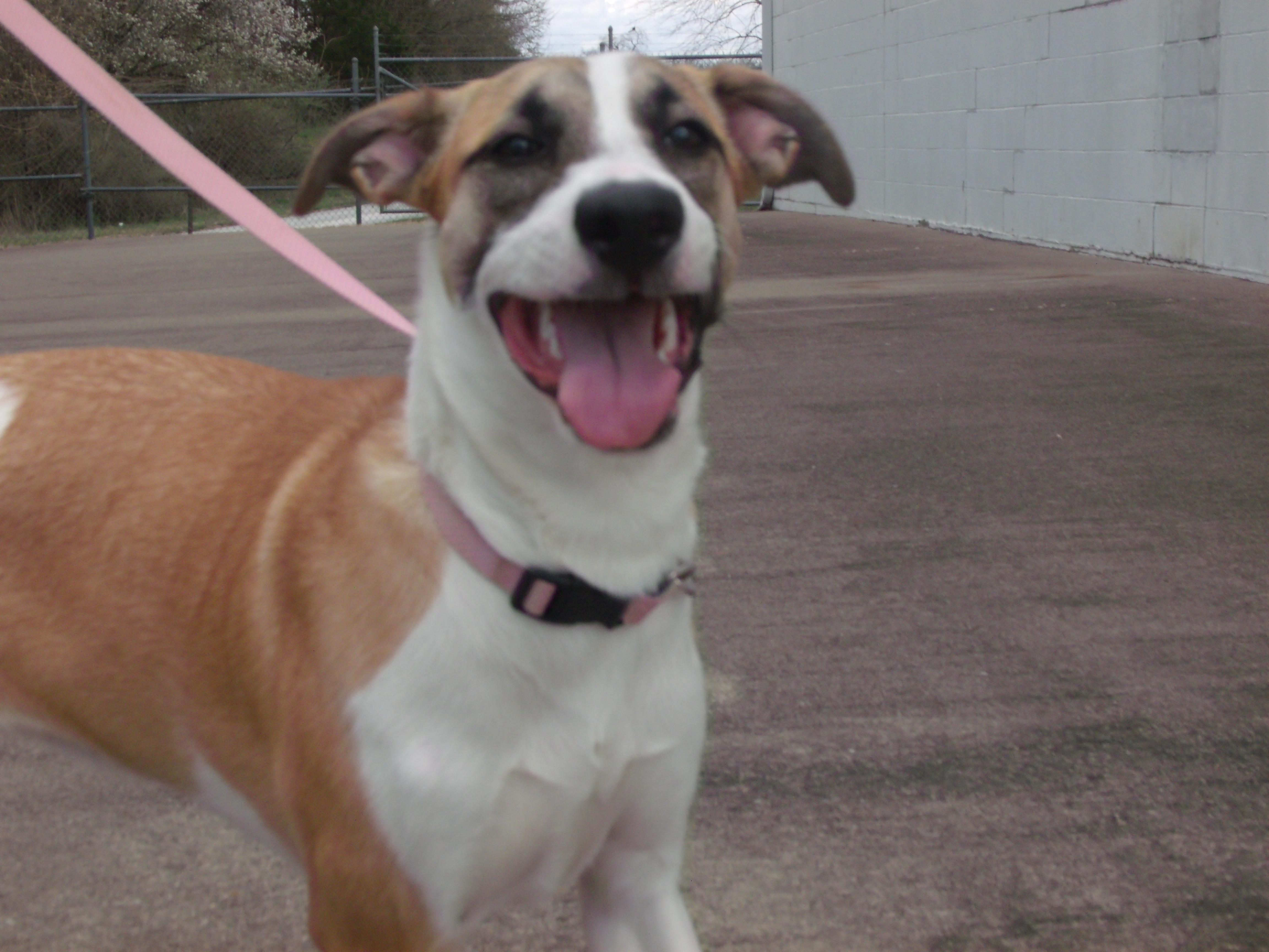 Enlarge Willow, an adopted mixed breed in Somerset, KY image 1/4