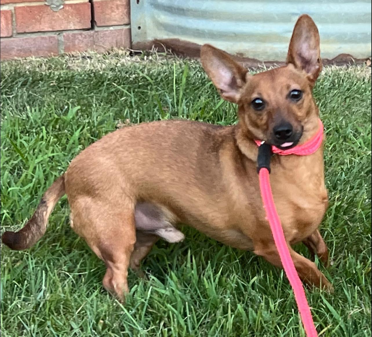 Courtesy Posting Coco, an adoptable Chiweenie in Middletown, NJ, 07748 | Photo Image 2