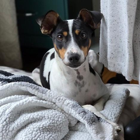 Holstein, Adoptable, Adult Male Rat Terrier & Mixed Breed.