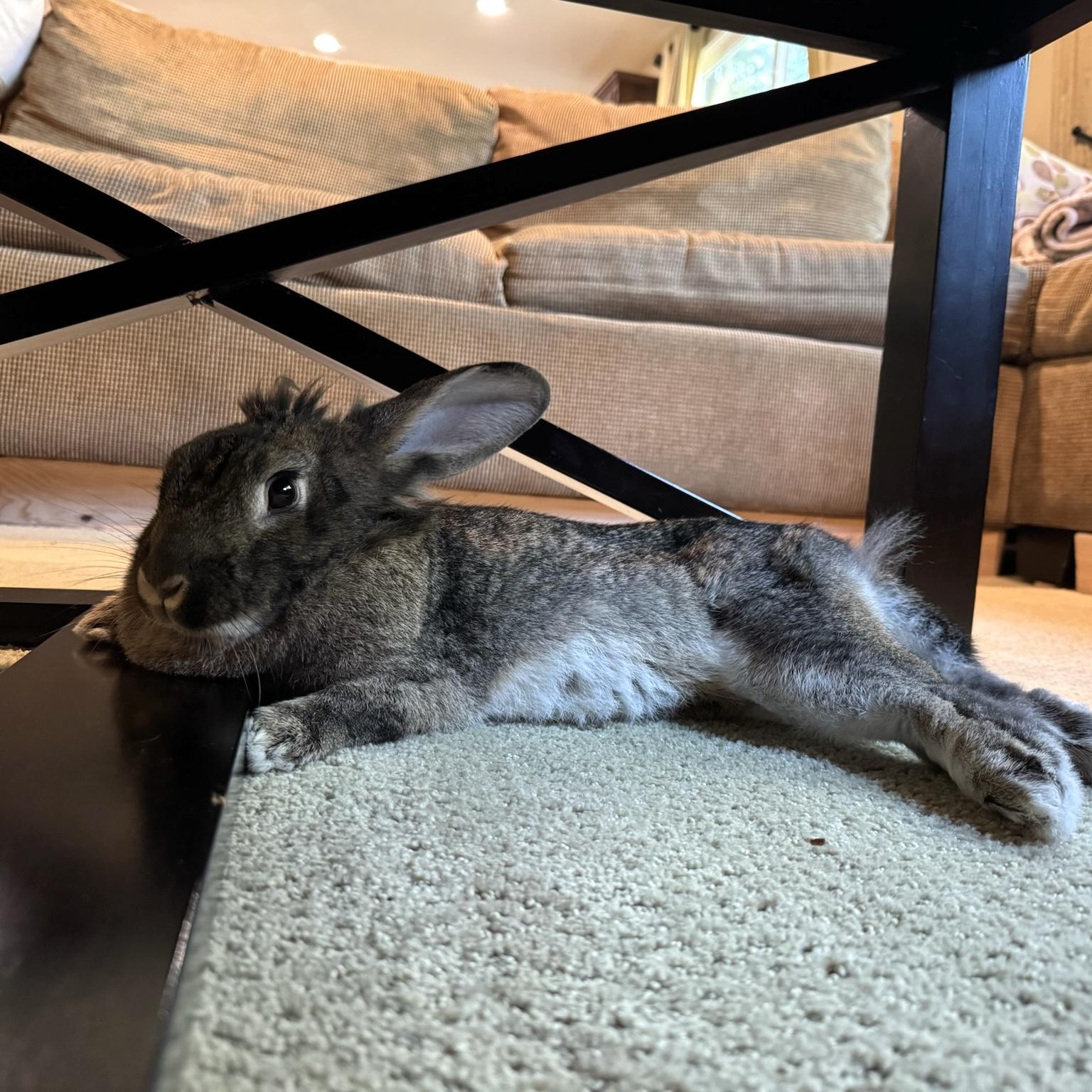 Enlarge Capri, a ADOPTABLE mixed breed in Livermore, CA image 5/5