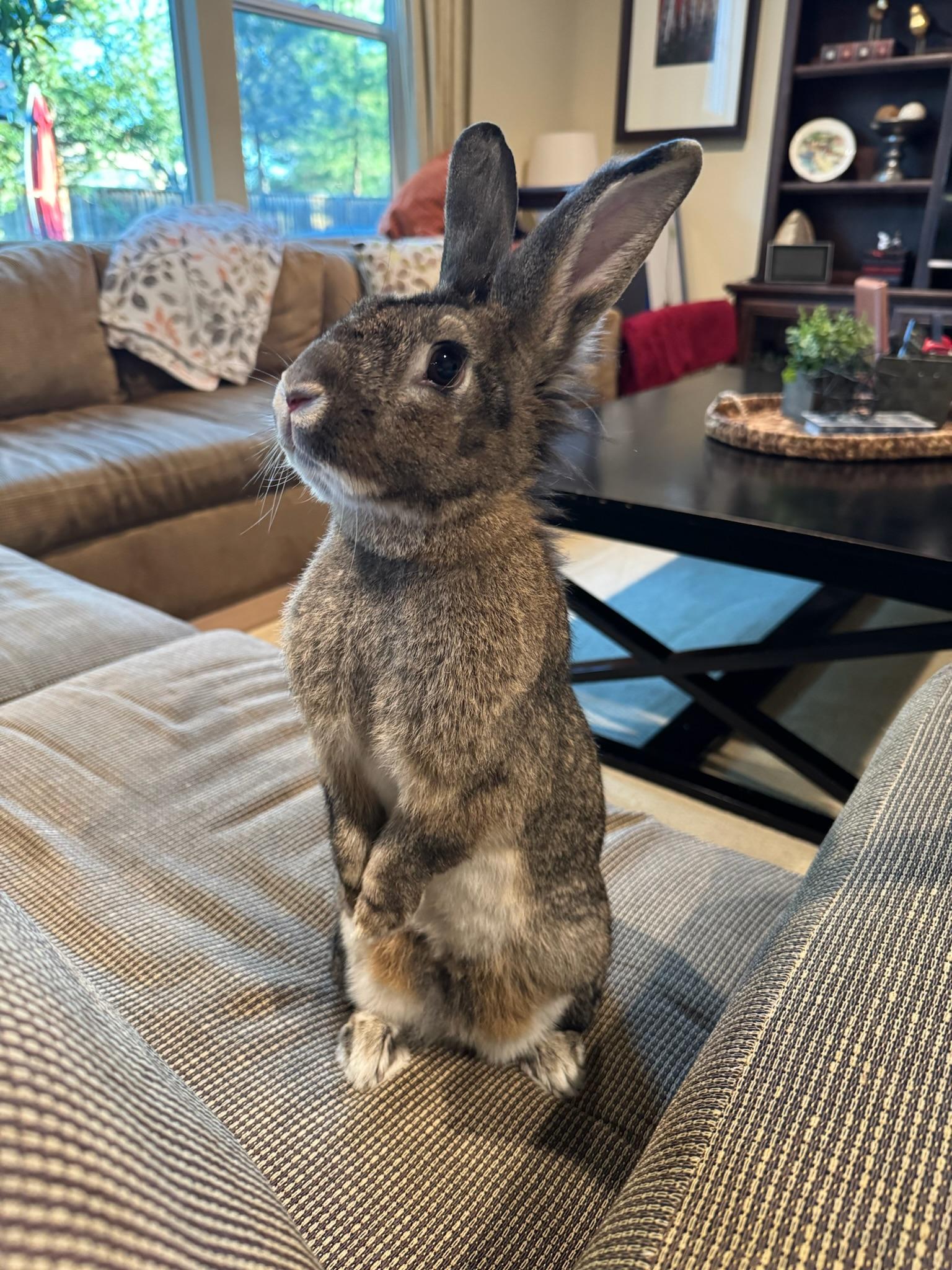 Enlarge Capri, a ADOPTABLE mixed breed in Livermore, CA image 1/5