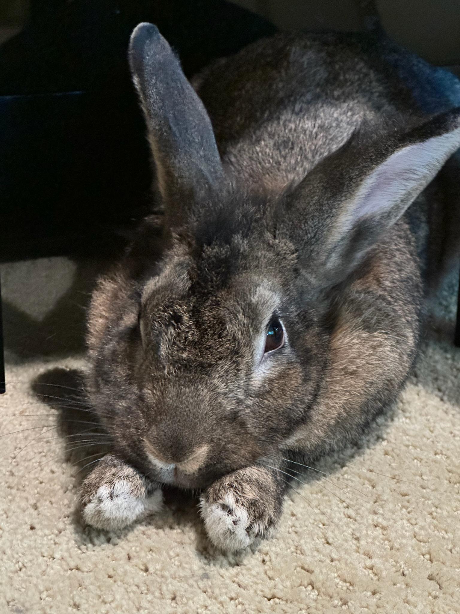 Enlarge Capri, a ADOPTABLE mixed breed in Livermore, CA image 4/5