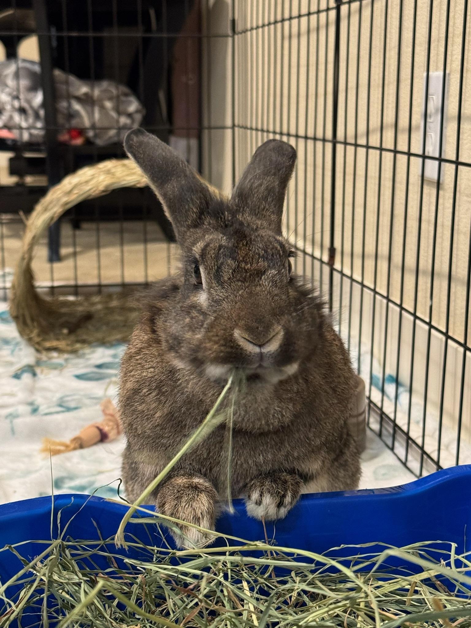 Enlarge Capri, a ADOPTABLE mixed breed in Livermore, CA image 3/5