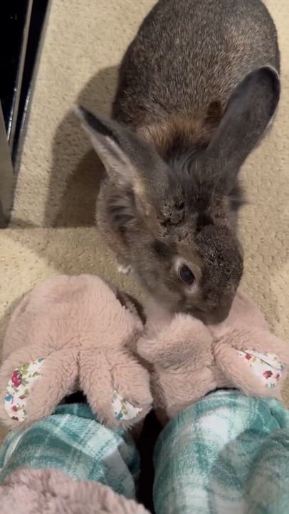 Enlarge Capri, a ADOPTABLE mixed breed in Livermore, CA video 2/5