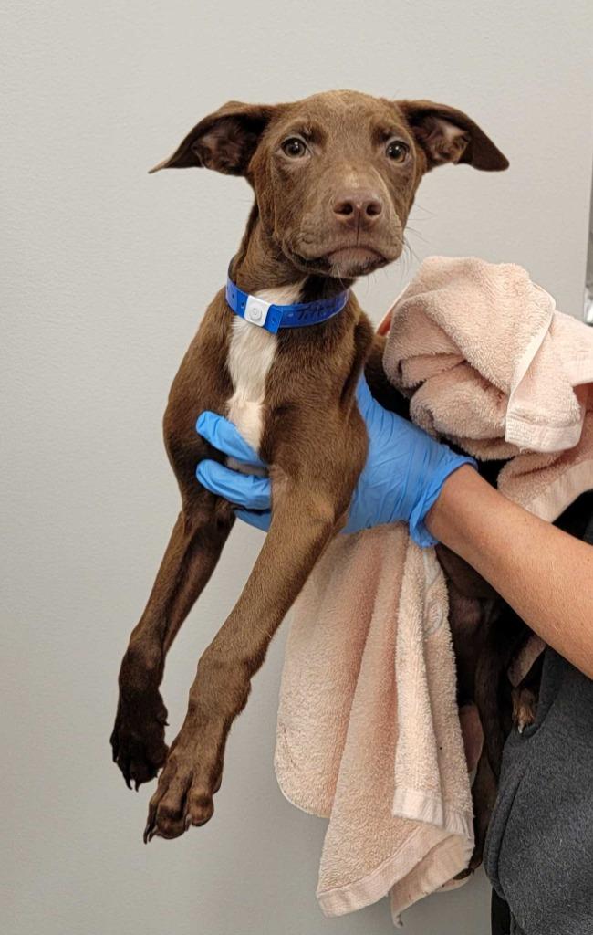 Tilt-A-Whirl, Adoptable, Puppy Male Mixed Breed.