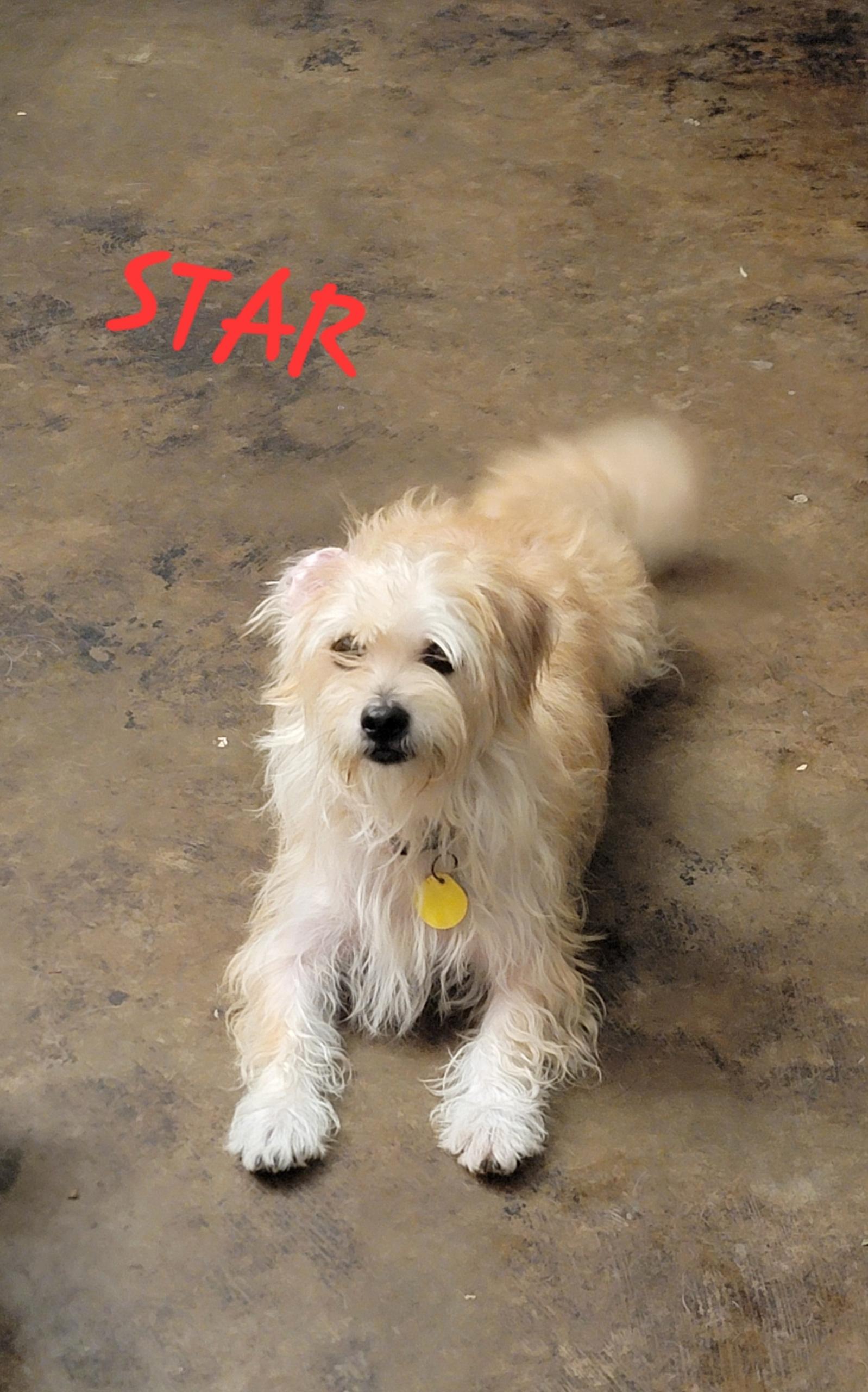 STAR, Young Female Poodle
