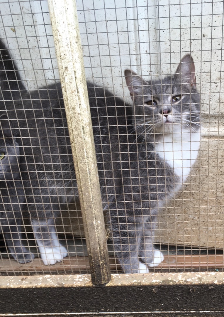 Enlarge Jay Z, a Adoptable Domestic Short Hair in Stuart, VA image 1/2