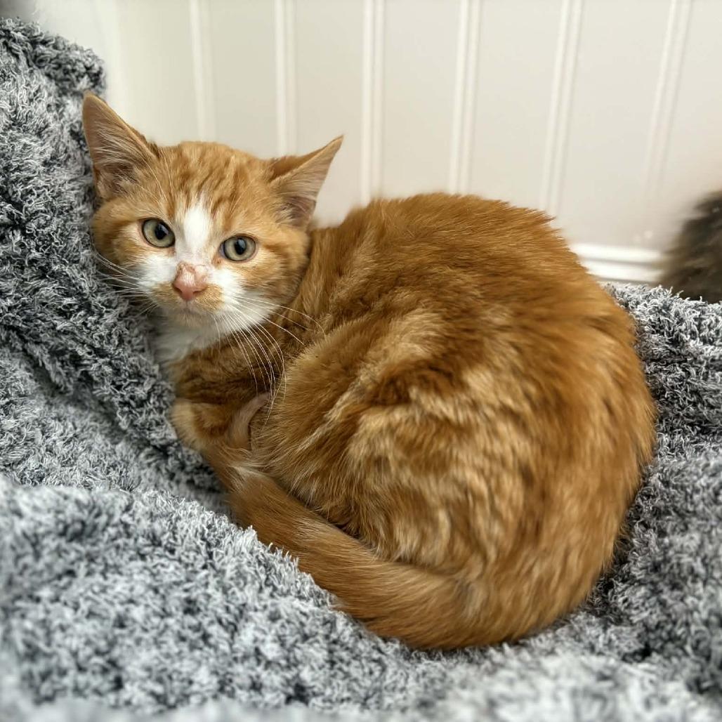 Enlarge Cooper, a Adoptable Domestic Medium Hair in Lexington, KY image 1/4