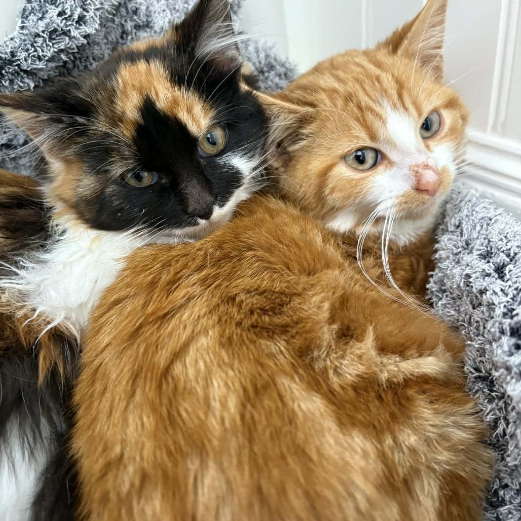 Enlarge Cooper, a Adoptable Domestic Medium Hair in Lexington, KY image 2/4