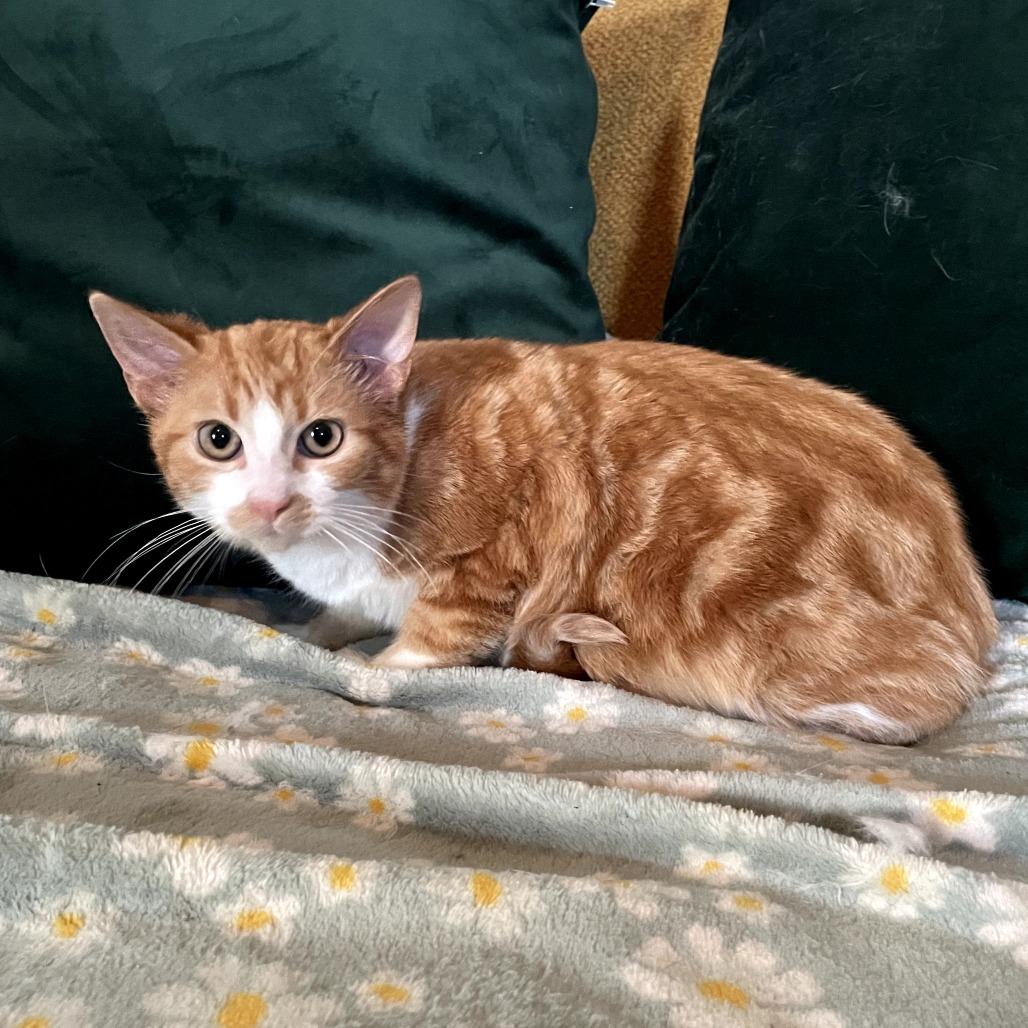 Enlarge Cooper, a Adoptable Domestic Medium Hair in Lexington, KY image 3/4